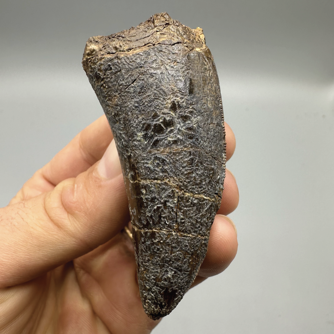 2.96” Tyrannosaurus rex Tooth Fossil, Hell Creek Formation