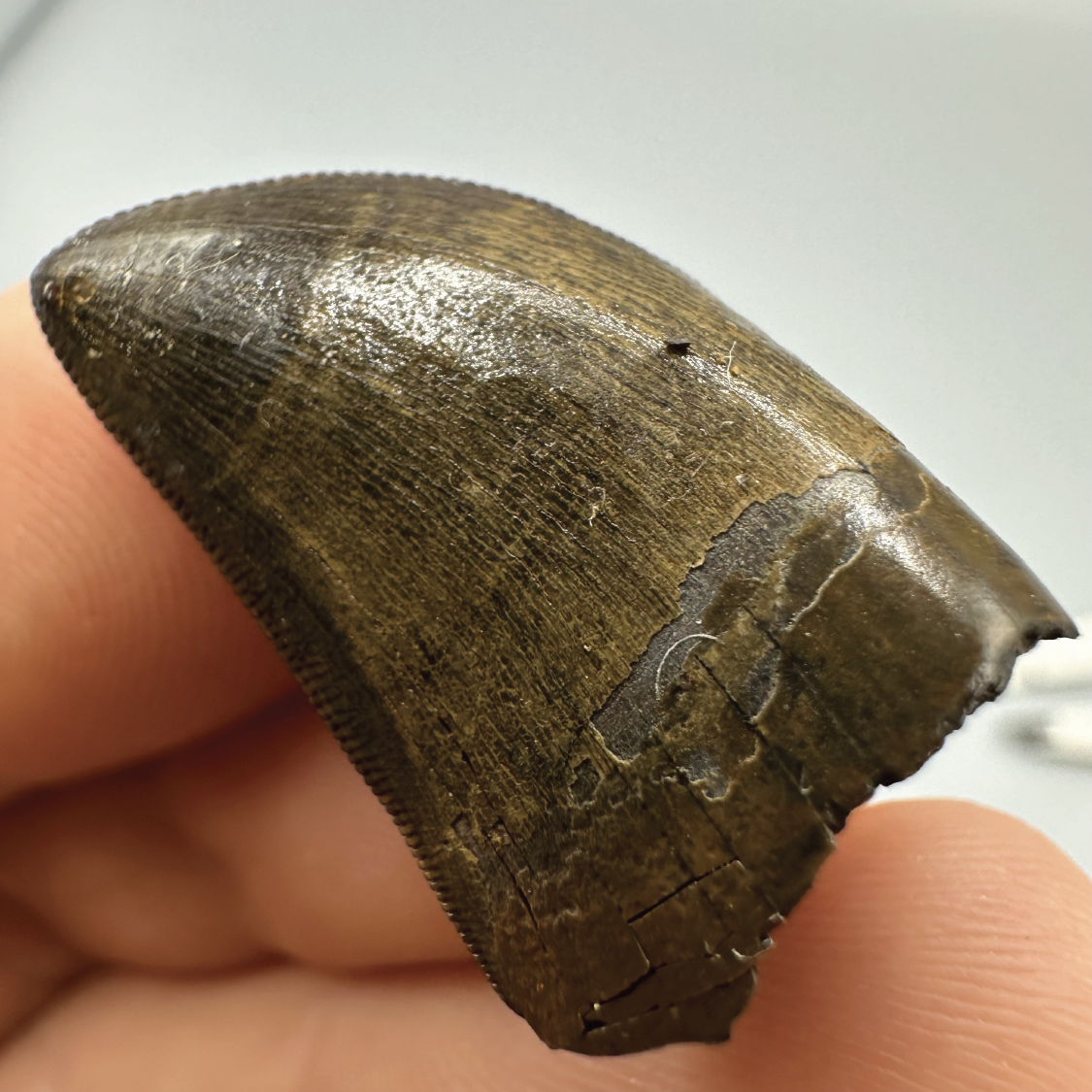 1.1” Tyrannosaurus rex Tooth Fossil, Hell Creek Formation