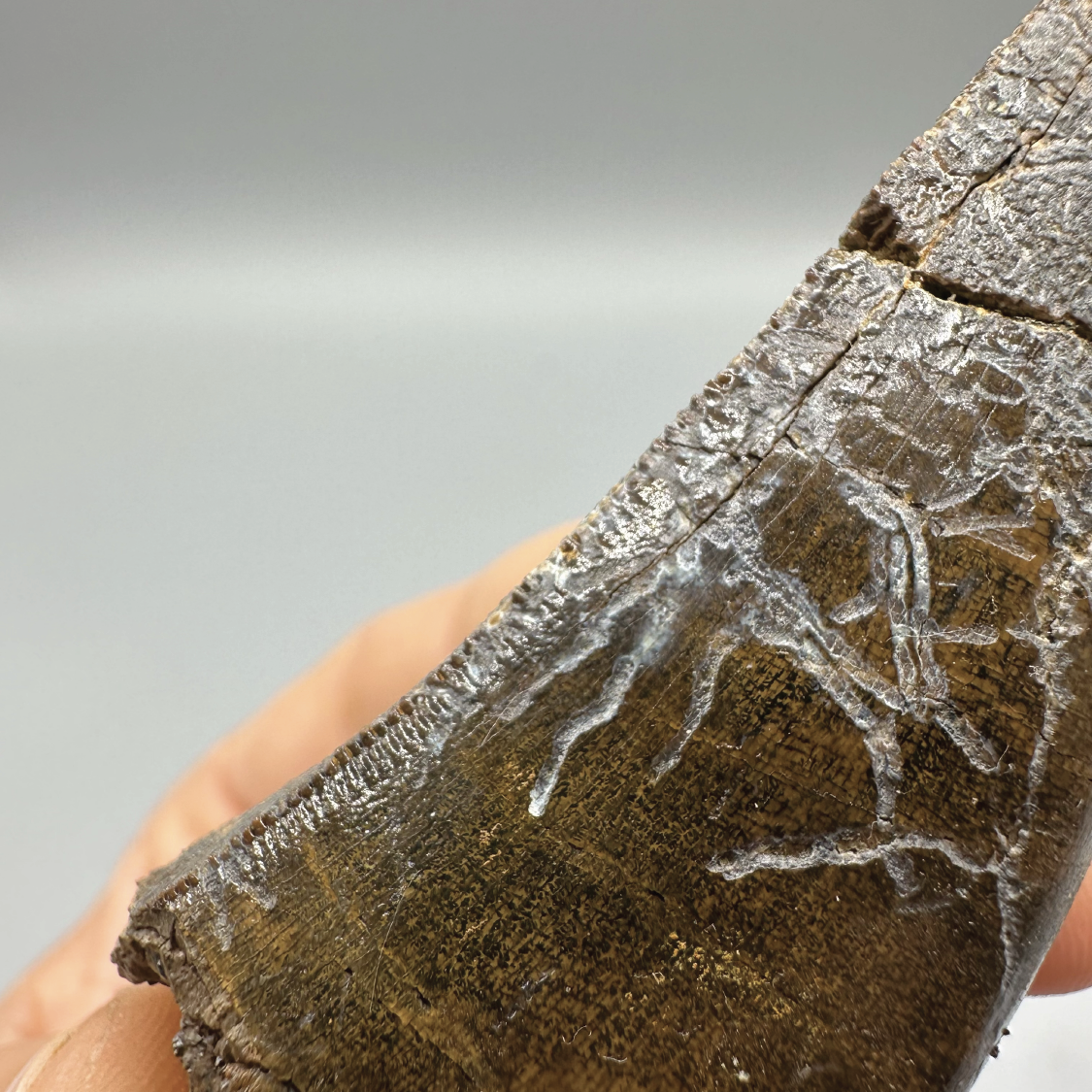 2.96” Tyrannosaurus rex Tooth Fossil, Hell Creek Formation