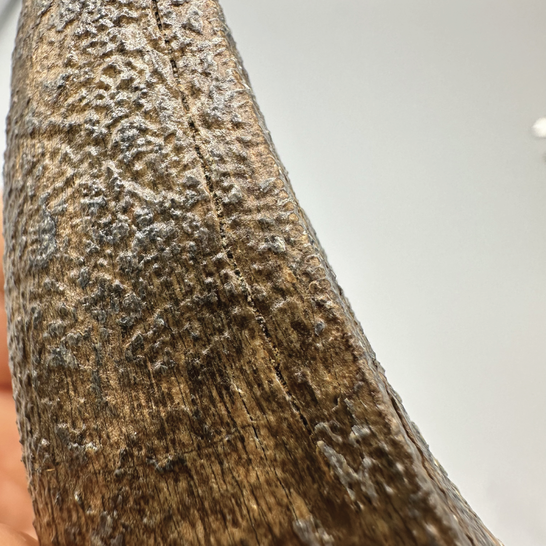 2.7” Tyrannosaurus rex Tooth Fossil, Hell Creek Formation