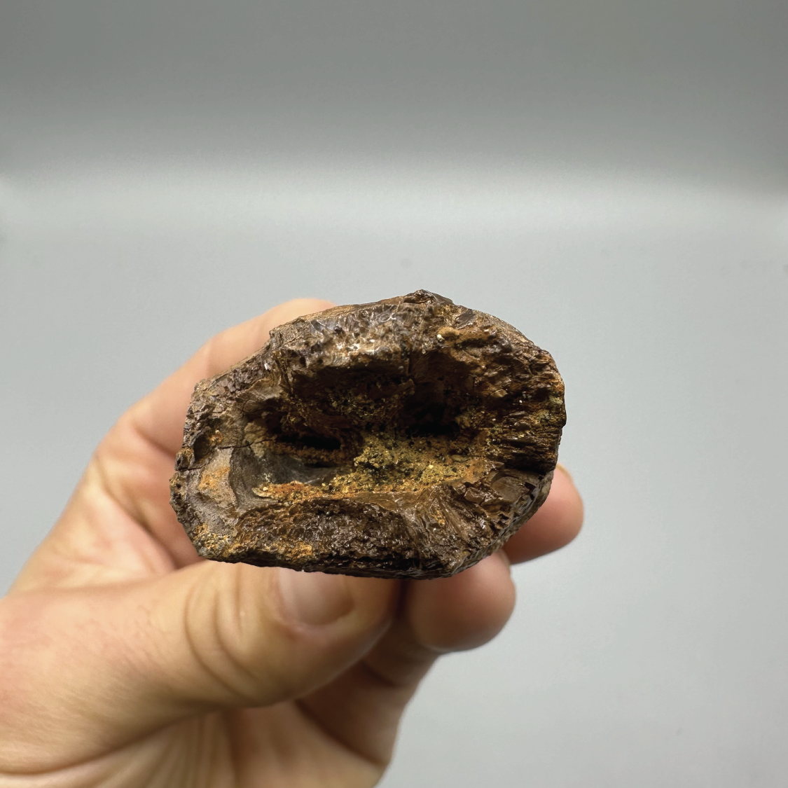 2.96” Tyrannosaurus rex Tooth Fossil, Hell Creek Formation