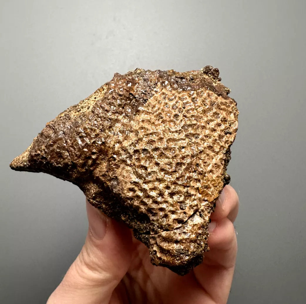 Basilemys Turtle Shell fragment, Hell Creek Formation
