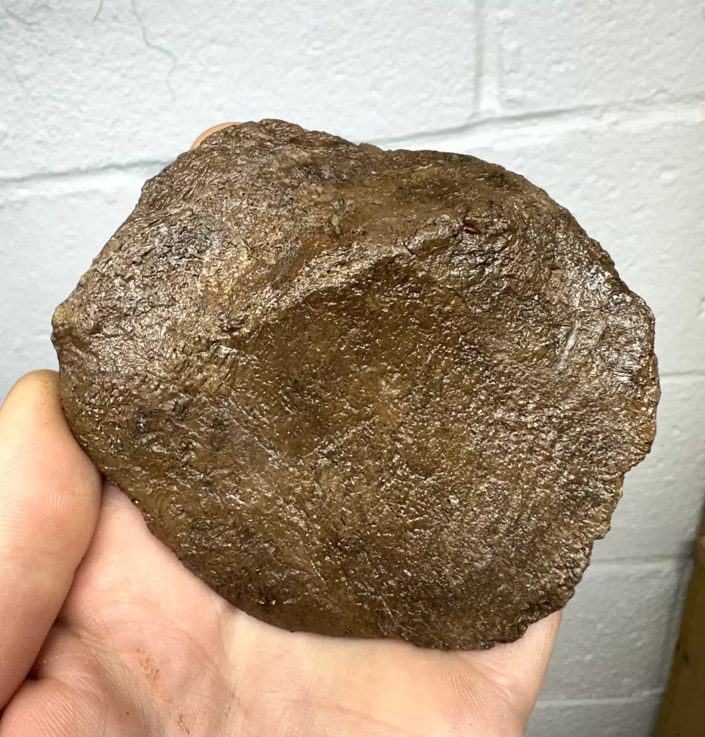 4.0” Ankylosaur Scute Fossil, Hell creek formation