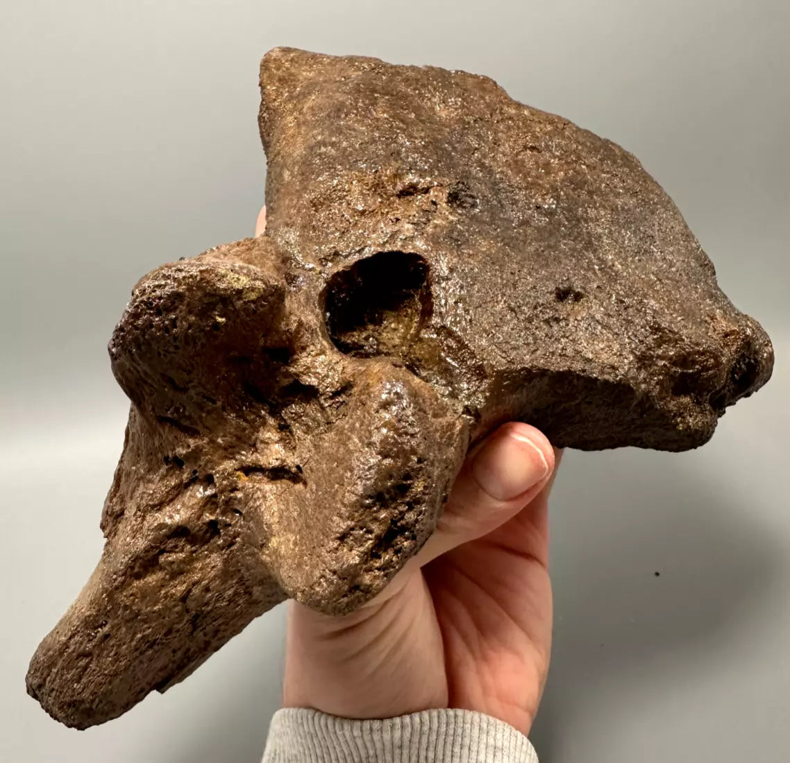 Ankylosaur Caudal Vertebrae, Hell Creek Formation