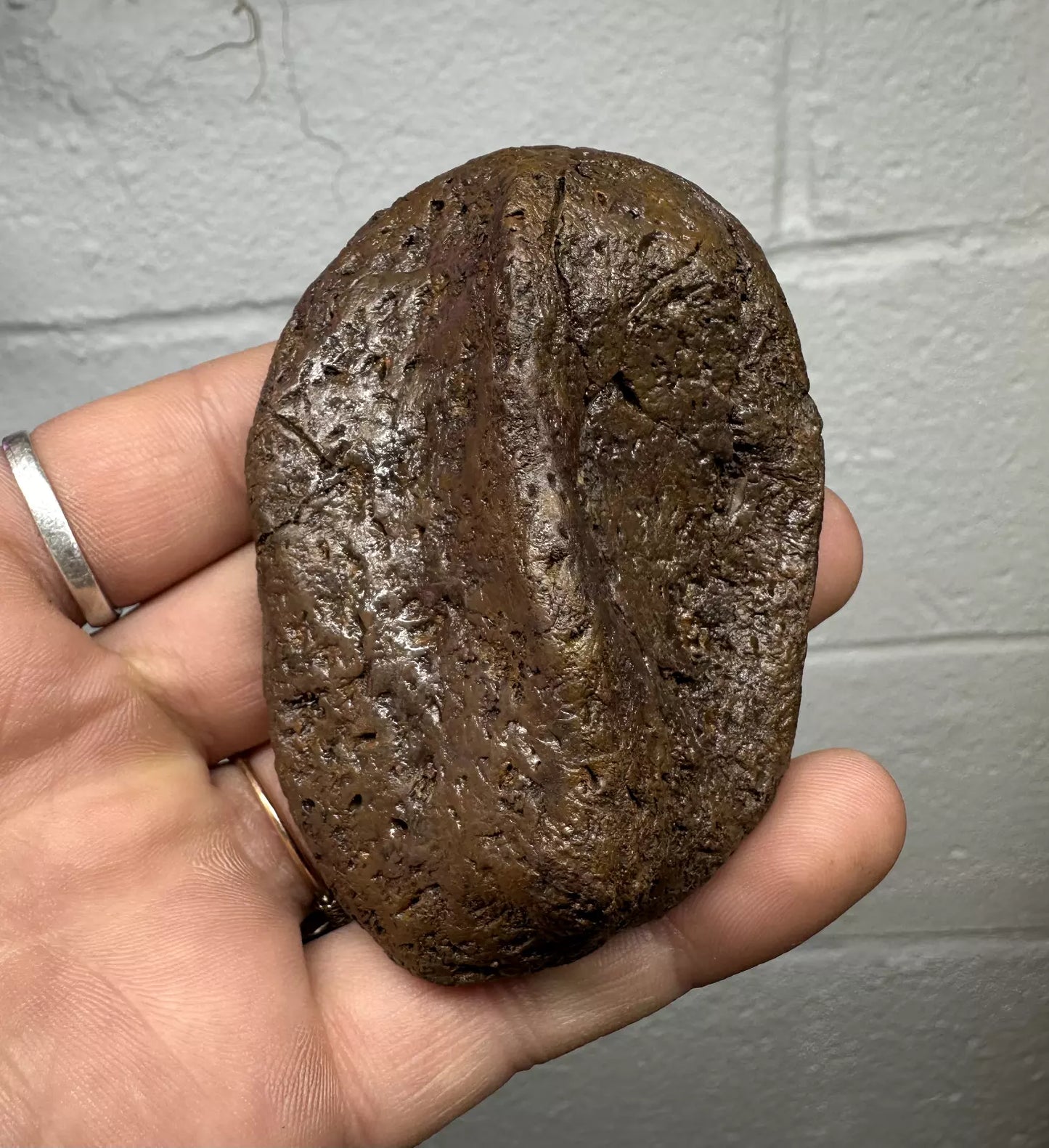 3.2" Ankylosaur Scute Fossil, Hell creek formation