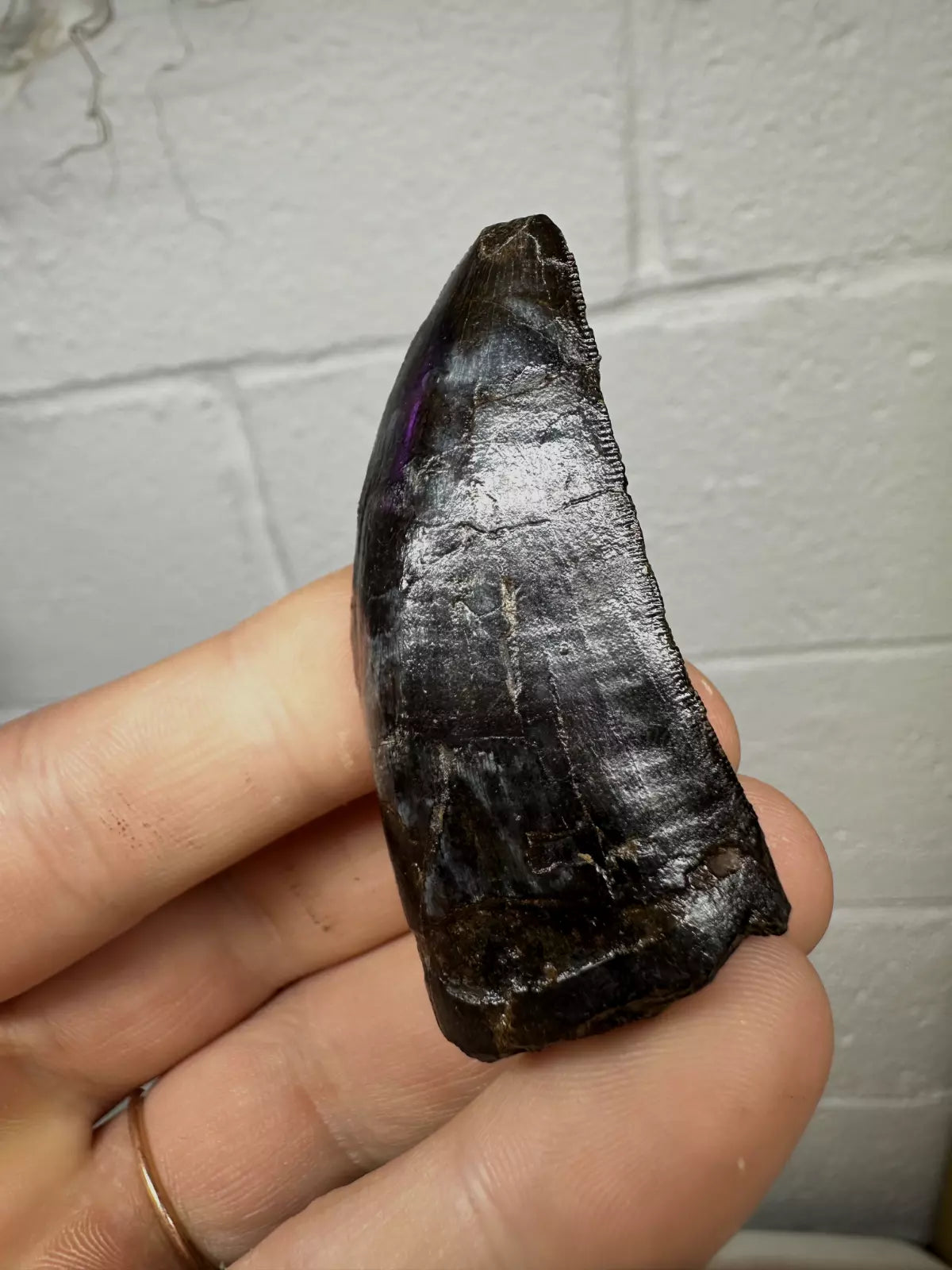 2.4" T-Rex tooth, Tyrannosaurus Rex tooth fossil, Hell creek formation