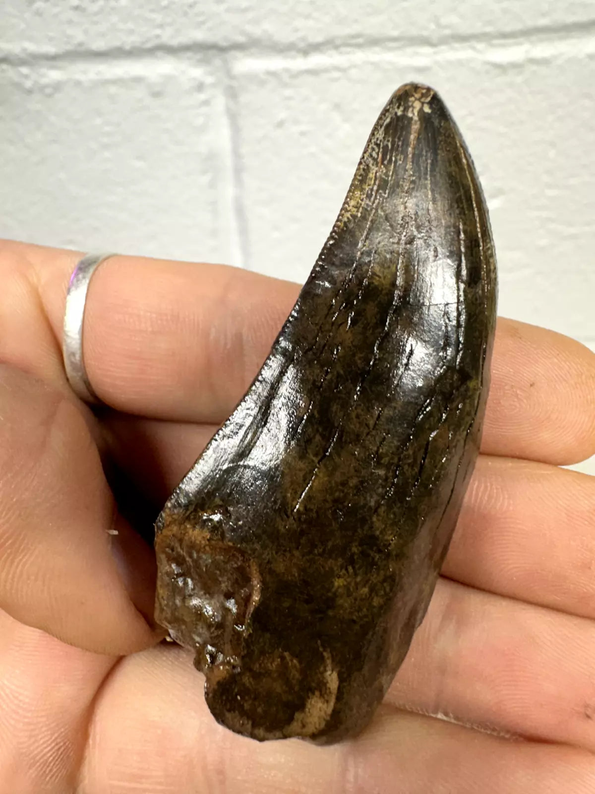 2.8" T-Rex tooth, tyrannosaurus Rex tooth fossil, Hell creek formation