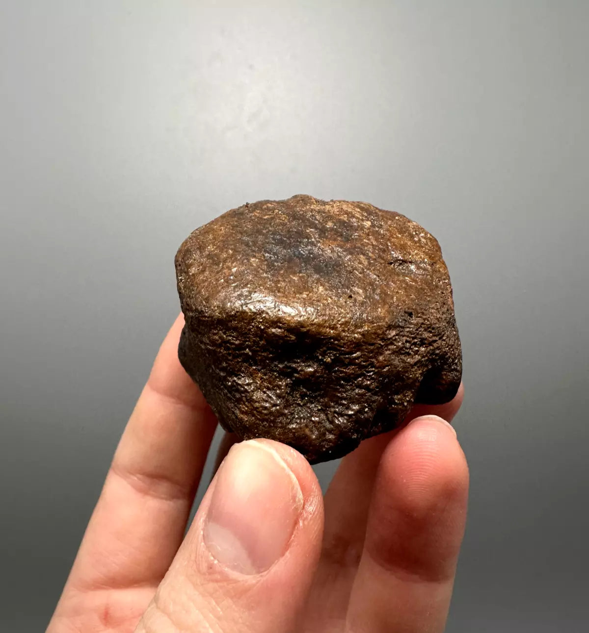 2.0" Ankylosaur Scute Fossil, Hell creek formation