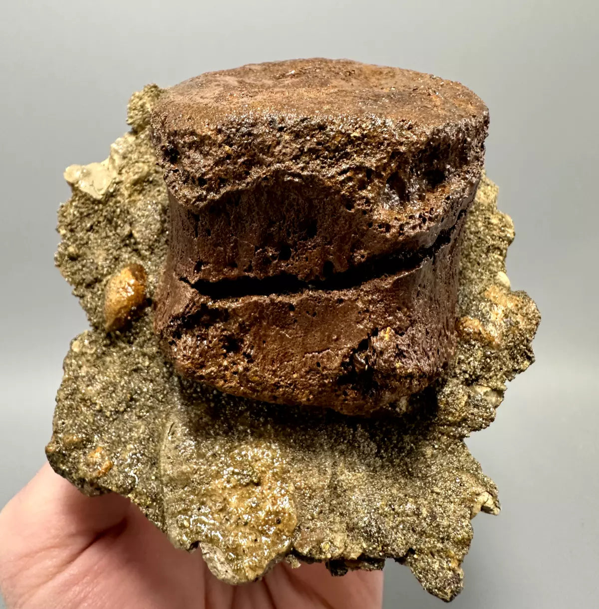 In Matrix Hadrosaur Caudal Vertebrae Mount, Hell Creek Formation