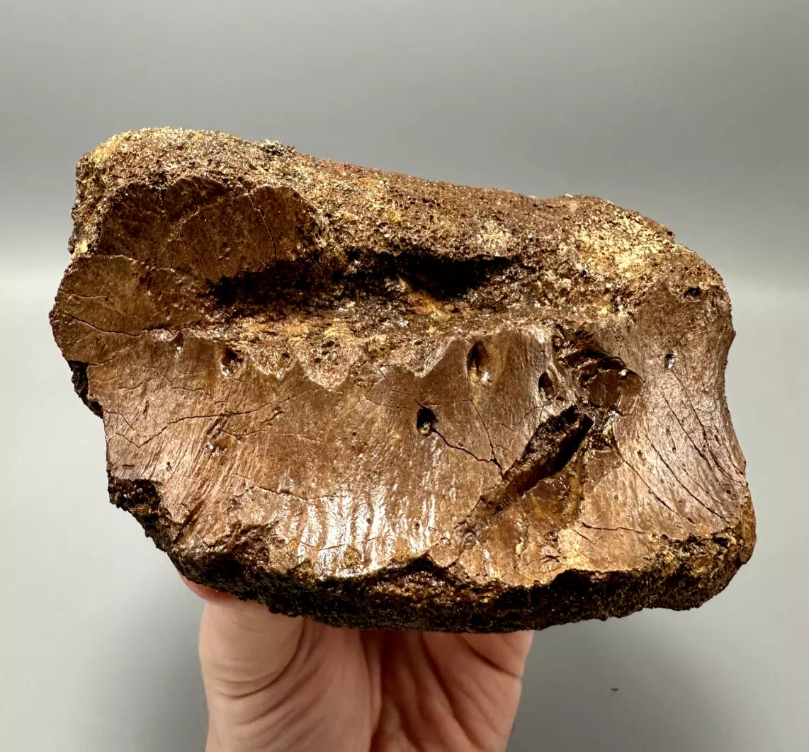 T-Rex Bite Marks on Hadrosaur Vertebrae, Hell Creek Formation