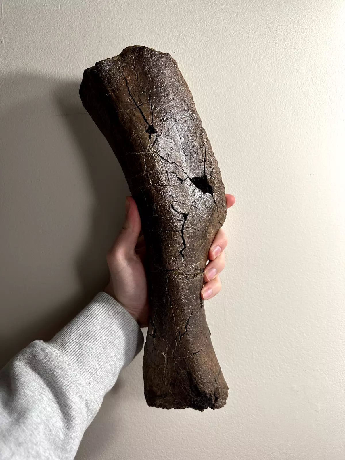 Juvenile Edmontosaurus Hadrosaur Humerus, Hell Creek Formation