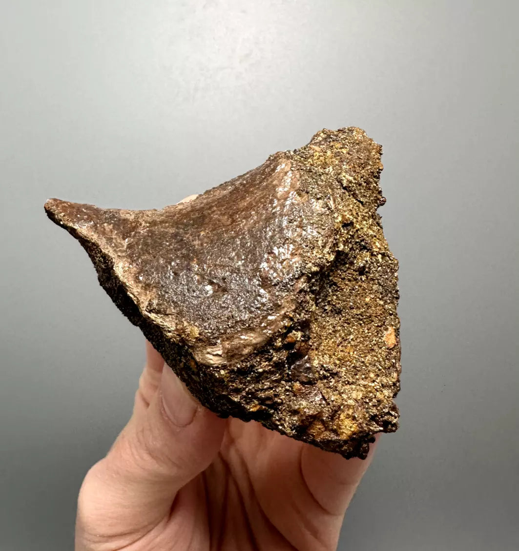 Basilemys Turtle Shell fragment, Hell Creek Formation