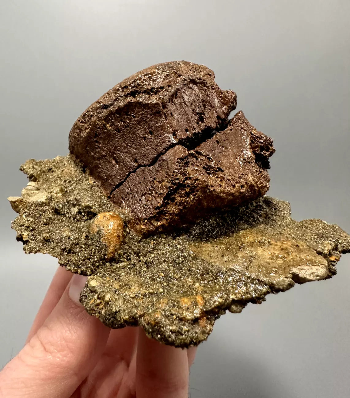 In Matrix Hadrosaur Caudal Vertebrae Mount, Hell Creek Formation