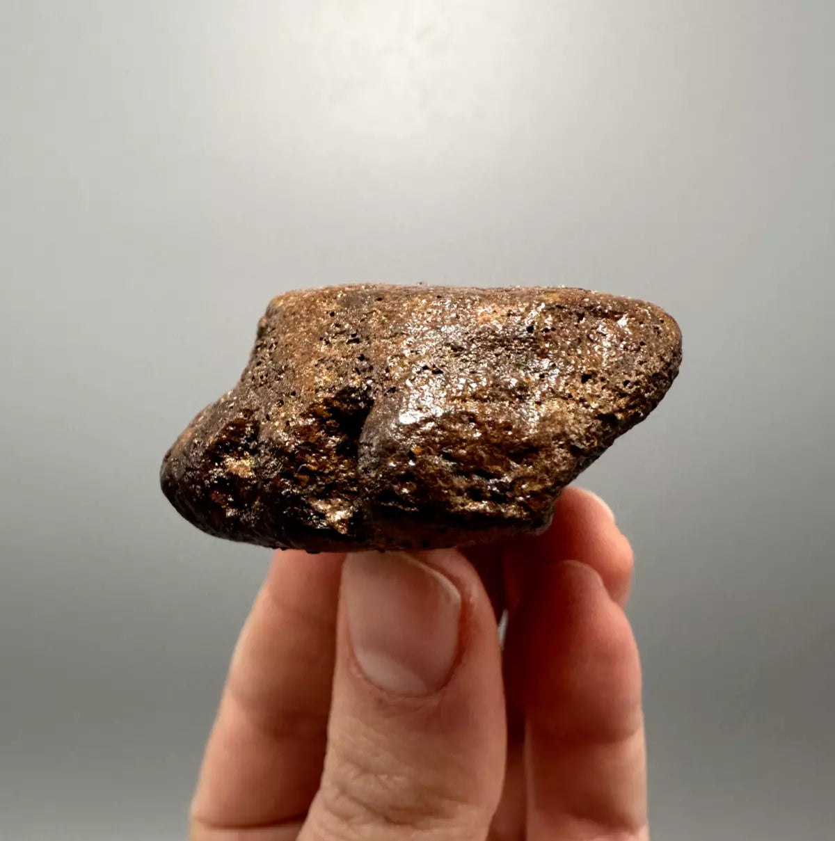 2.0" Ankylosaur Scute Fossil, Hell creek formation