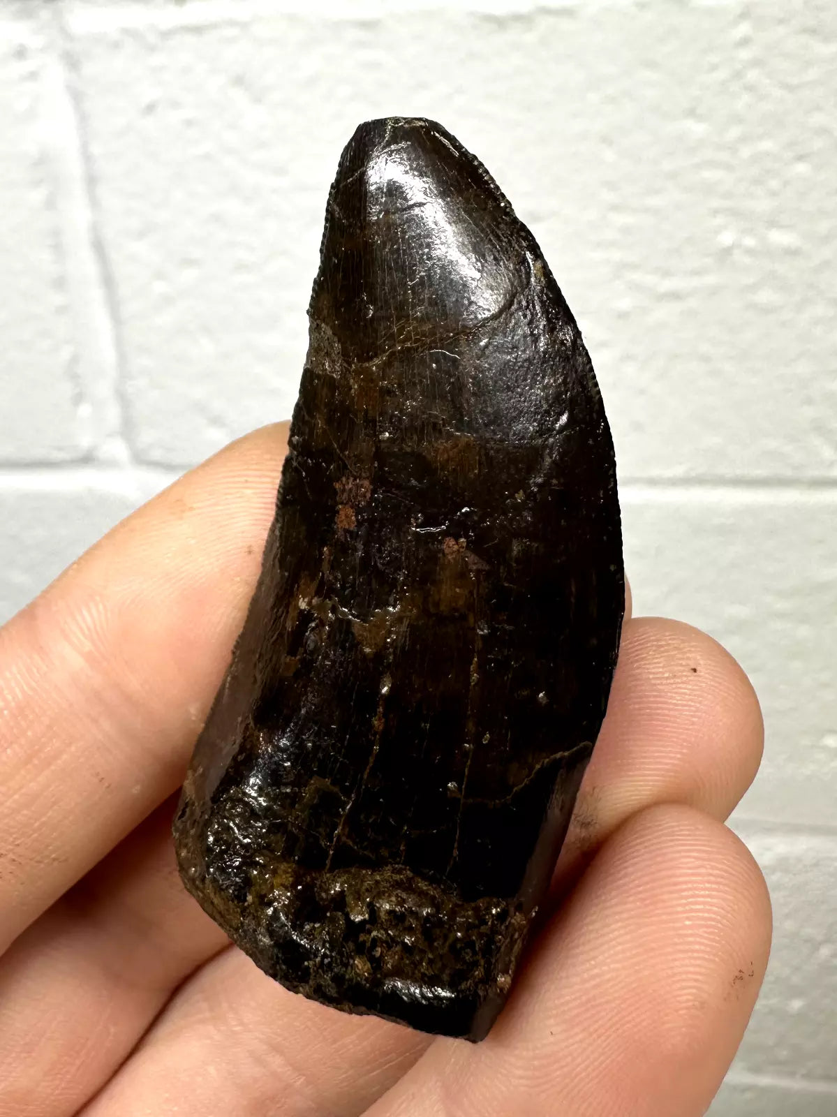 2.4" T-Rex tooth, Tyrannosaurus Rex tooth fossil, Hell creek formation