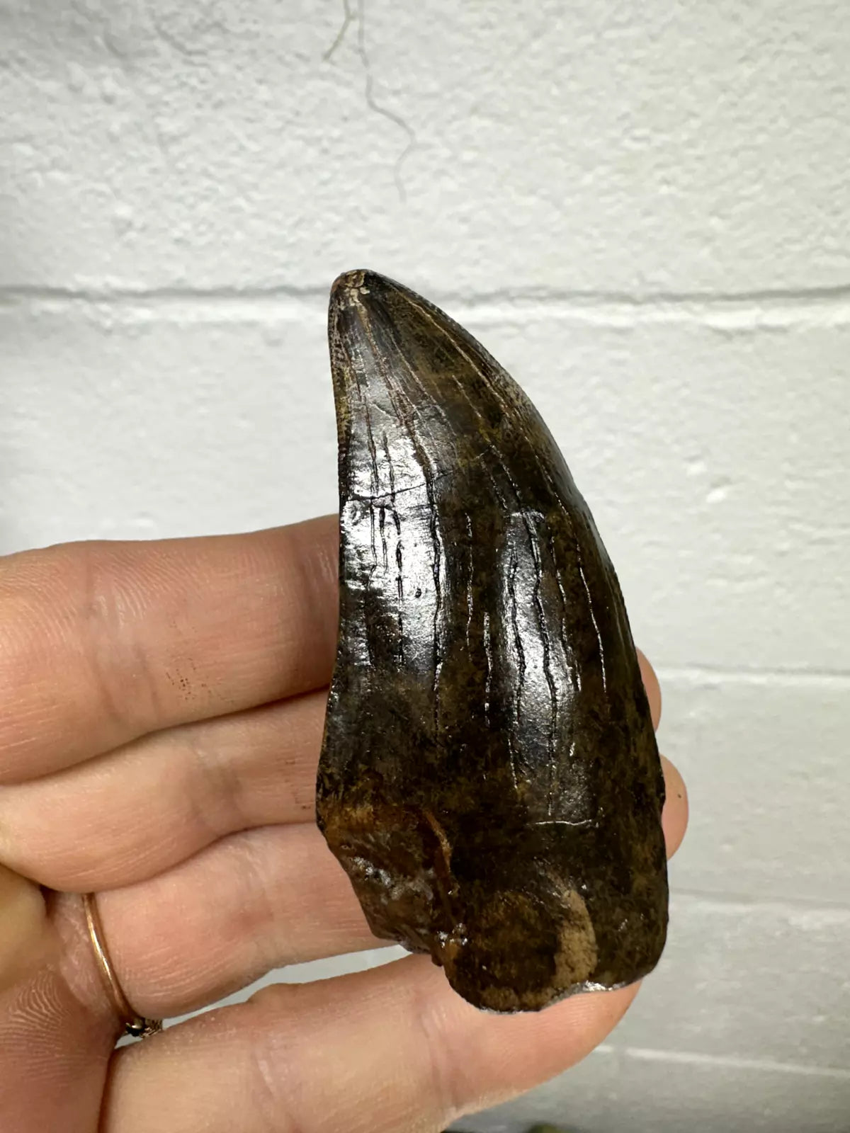 2.8" T-Rex tooth, tyrannosaurus Rex tooth fossil, Hell creek formation