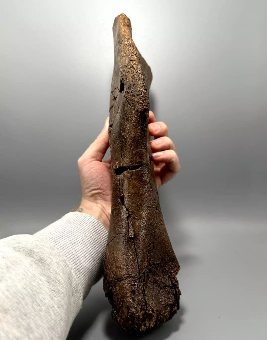 Juvenile Edmontosaurus Hadrosaur Humerus, Hell Creek Formation