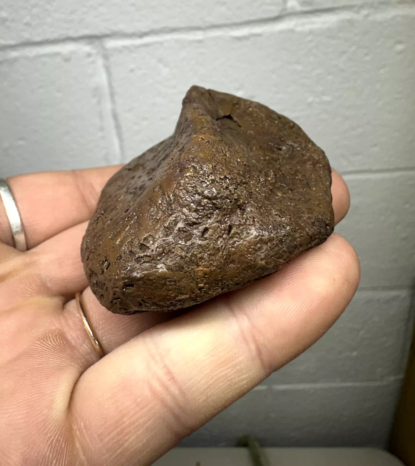 3.2" Ankylosaur Scute Fossil, Hell creek formation