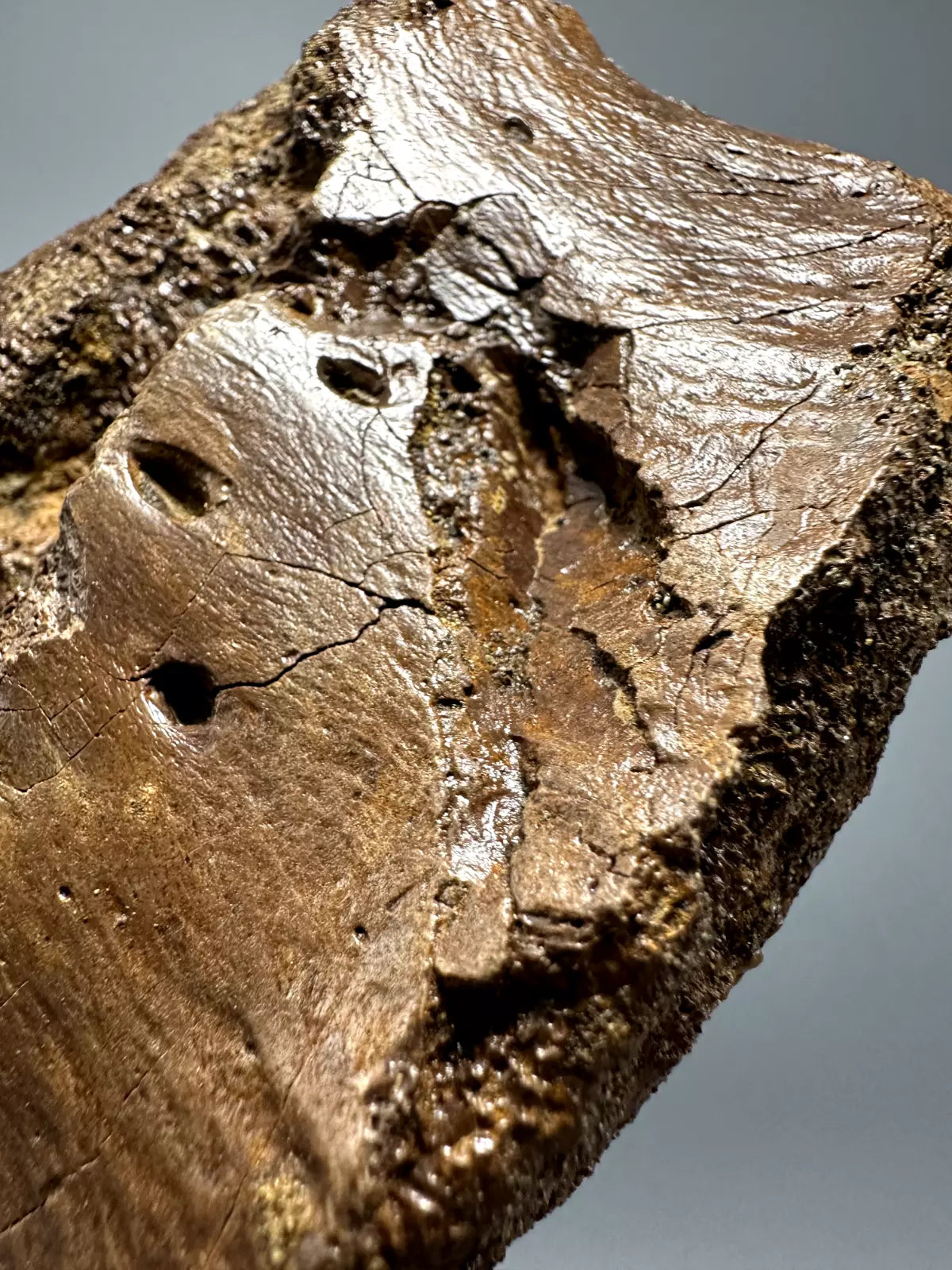 T-Rex Bite Marks on Hadrosaur Vertebrae, Hell Creek Formation