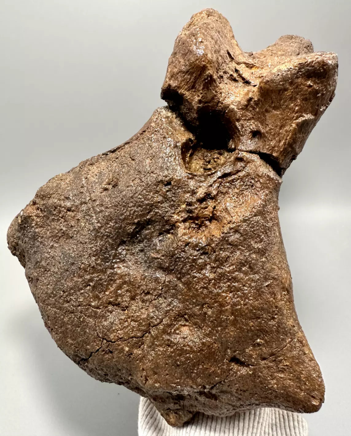Ankylosaur Caudal Vertebrae, Hell Creek Formation