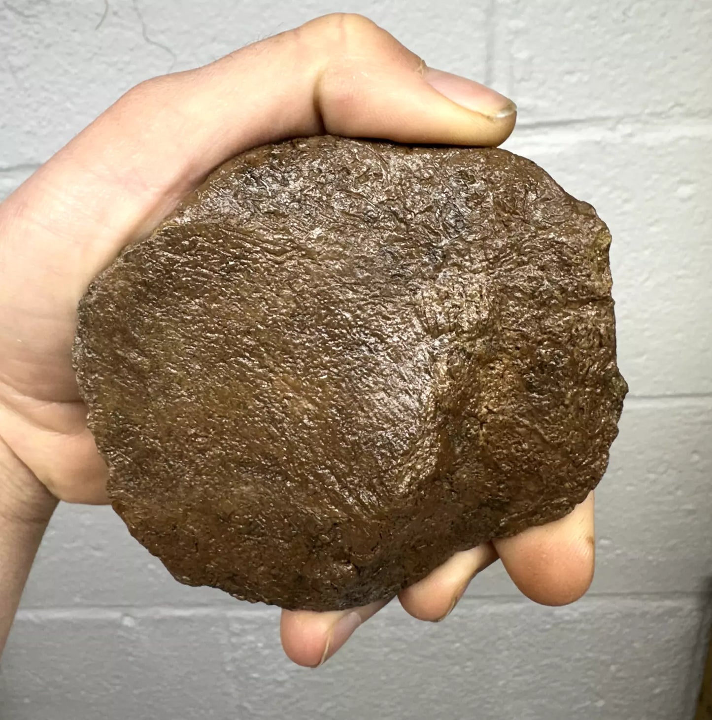 4.0” Ankylosaur Scute Fossil, Hell creek formation