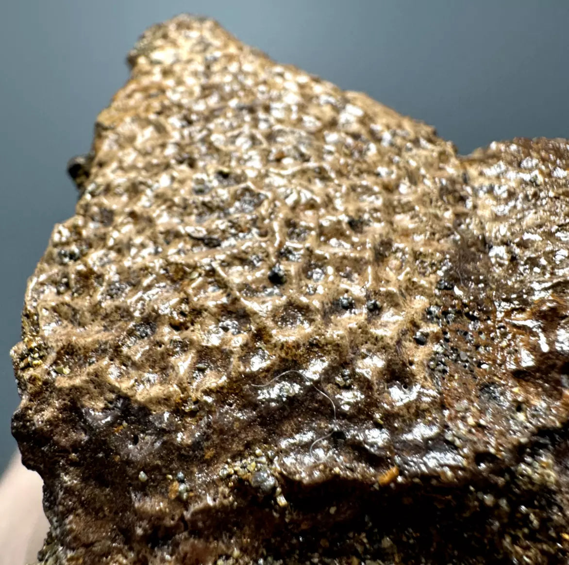 Basilemys Turtle Shell fragment, Hell Creek Formation