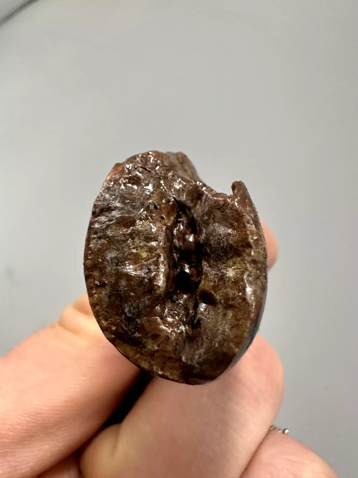 2.8" T-Rex tooth, tyrannosaurus Rex tooth fossil, Hell creek formation