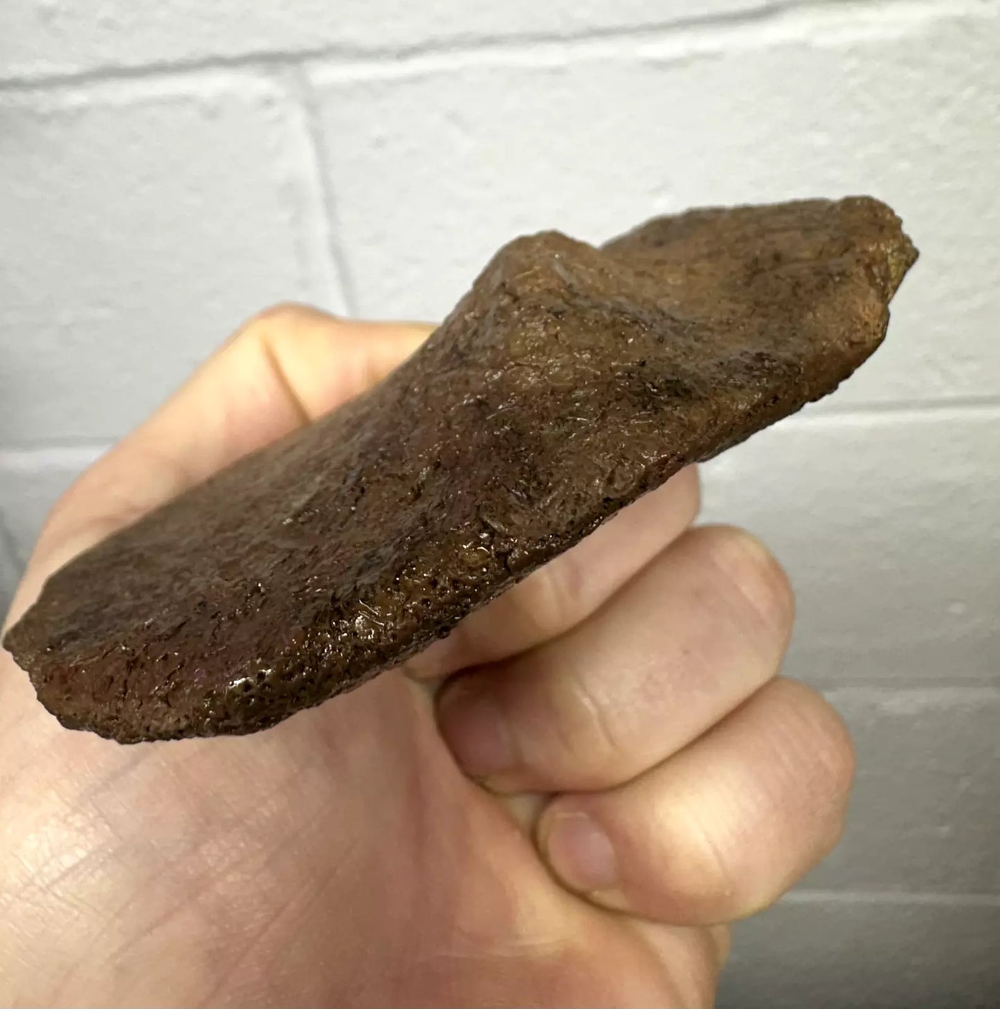 4.0” Ankylosaur Scute Fossil, Hell creek formation