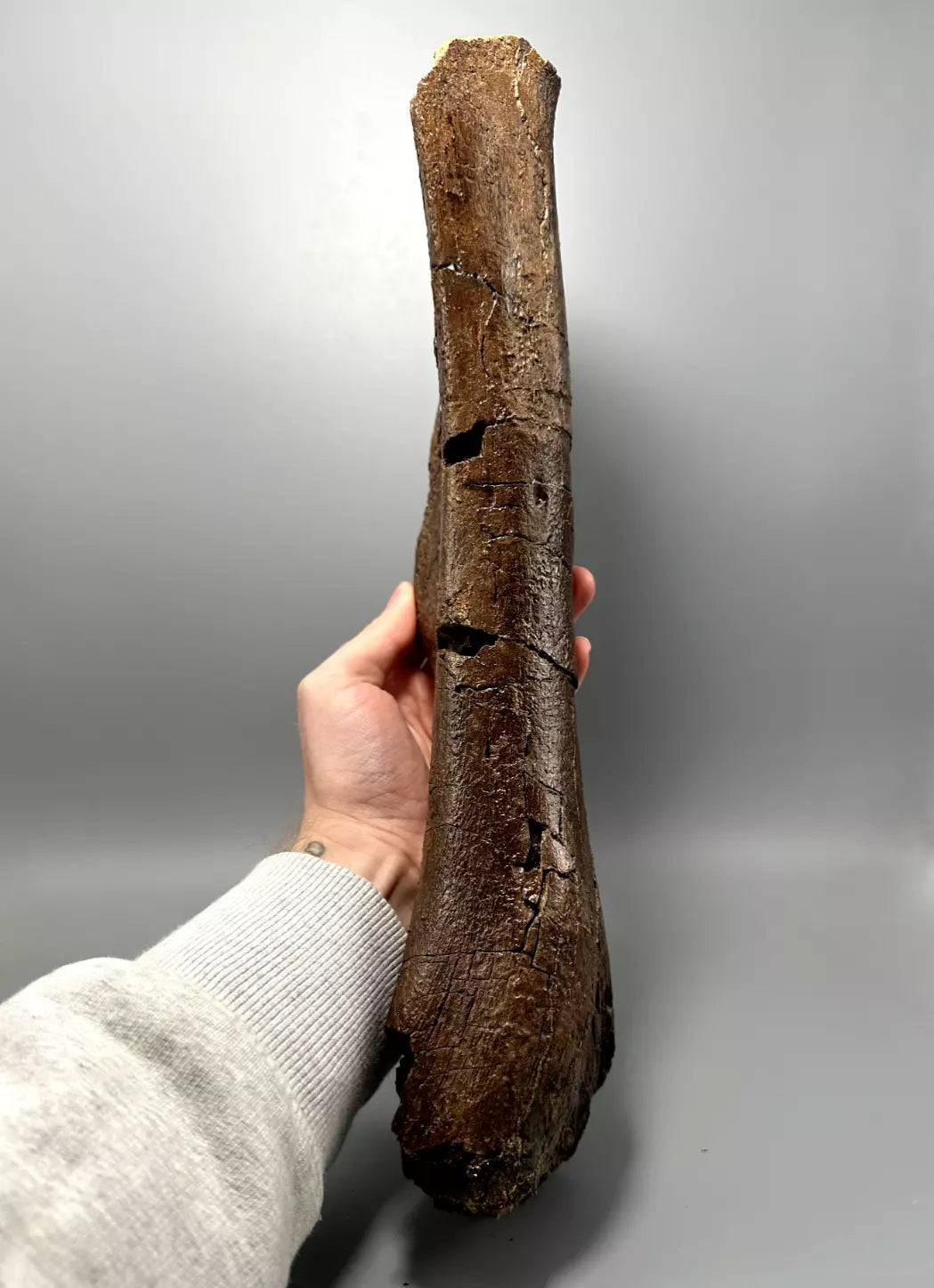 Juvenile Edmontosaurus Hadrosaur Humerus, Hell Creek Formation