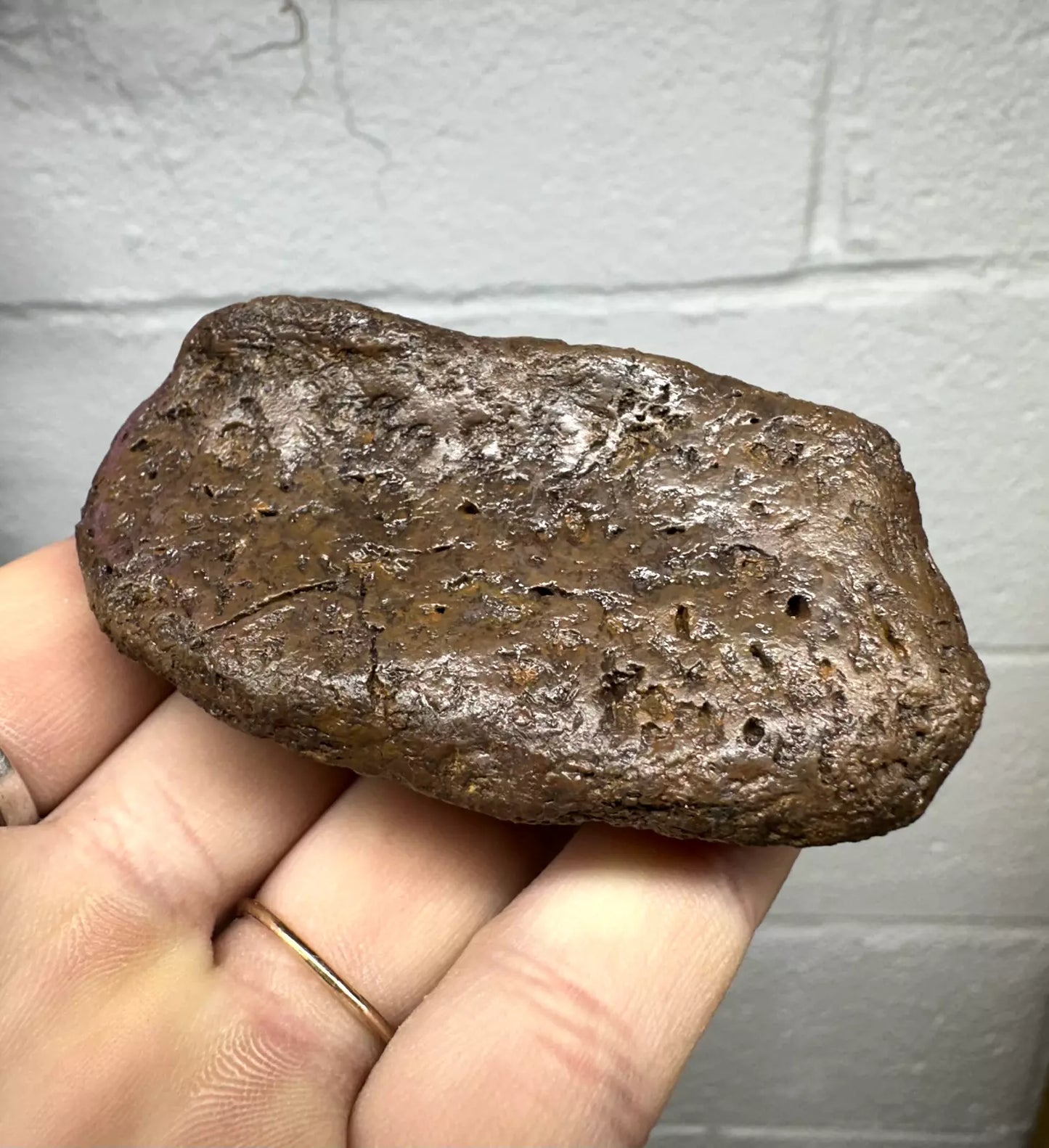 3.2" Ankylosaur Scute Fossil, Hell creek formation