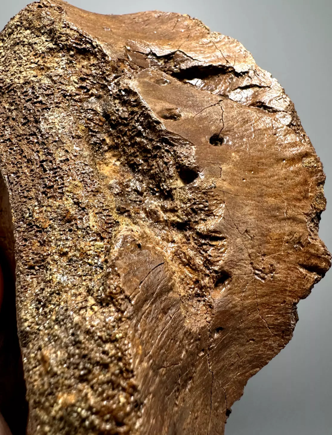 T-Rex Bite Marks on Hadrosaur Vertebrae, Hell Creek Formation