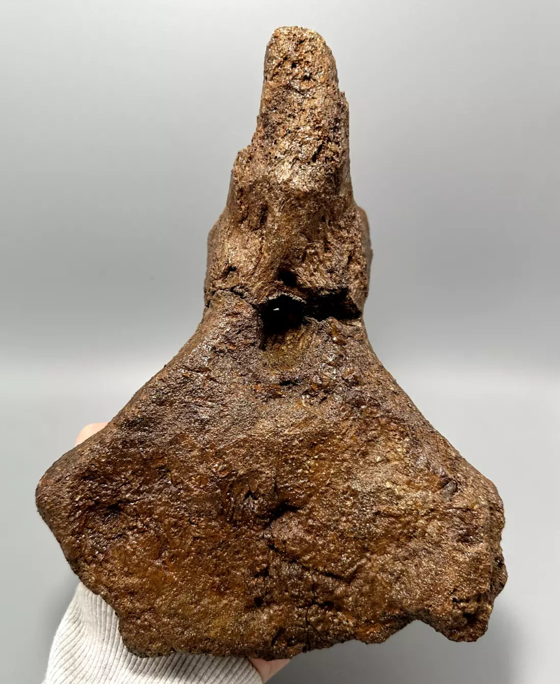 Ankylosaur Caudal Vertebrae, Hell Creek Formation