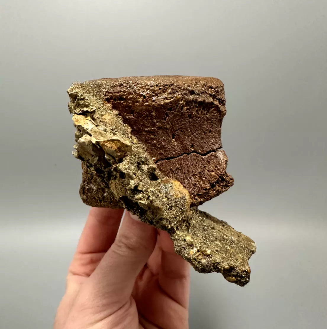 In Matrix Hadrosaur Caudal Vertebrae Mount, Hell Creek Formation