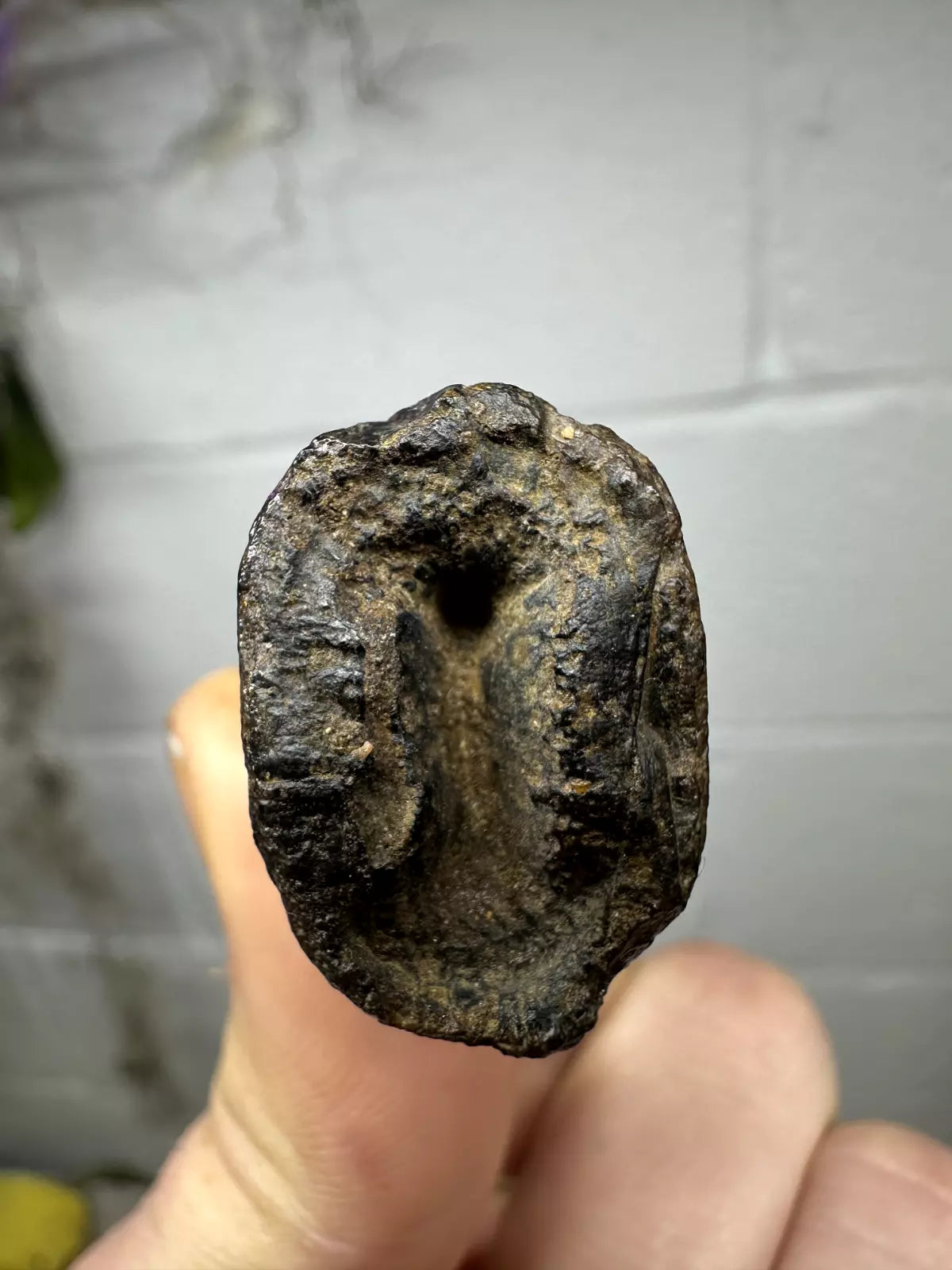 2.4" T-Rex tooth, Tyrannosaurus Rex tooth fossil, Hell creek formation