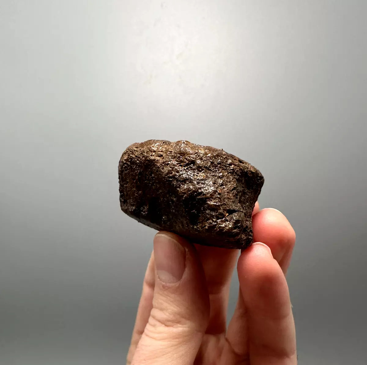 2.0" Ankylosaur Scute Fossil, Hell creek formation