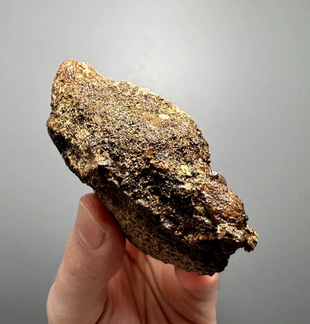 Basilemys Turtle Shell fragment, Hell Creek Formation