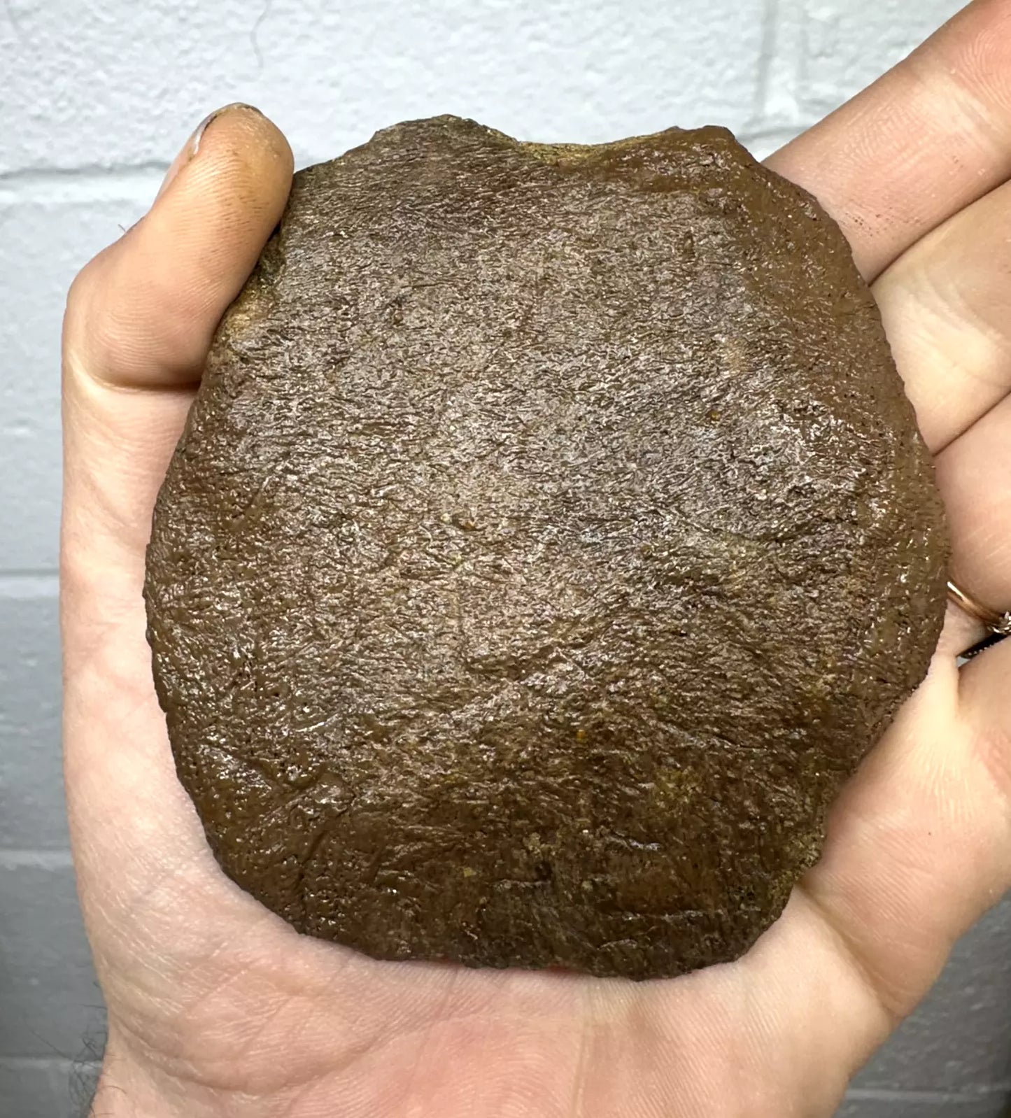 4.0” Ankylosaur Scute Fossil, Hell creek formation