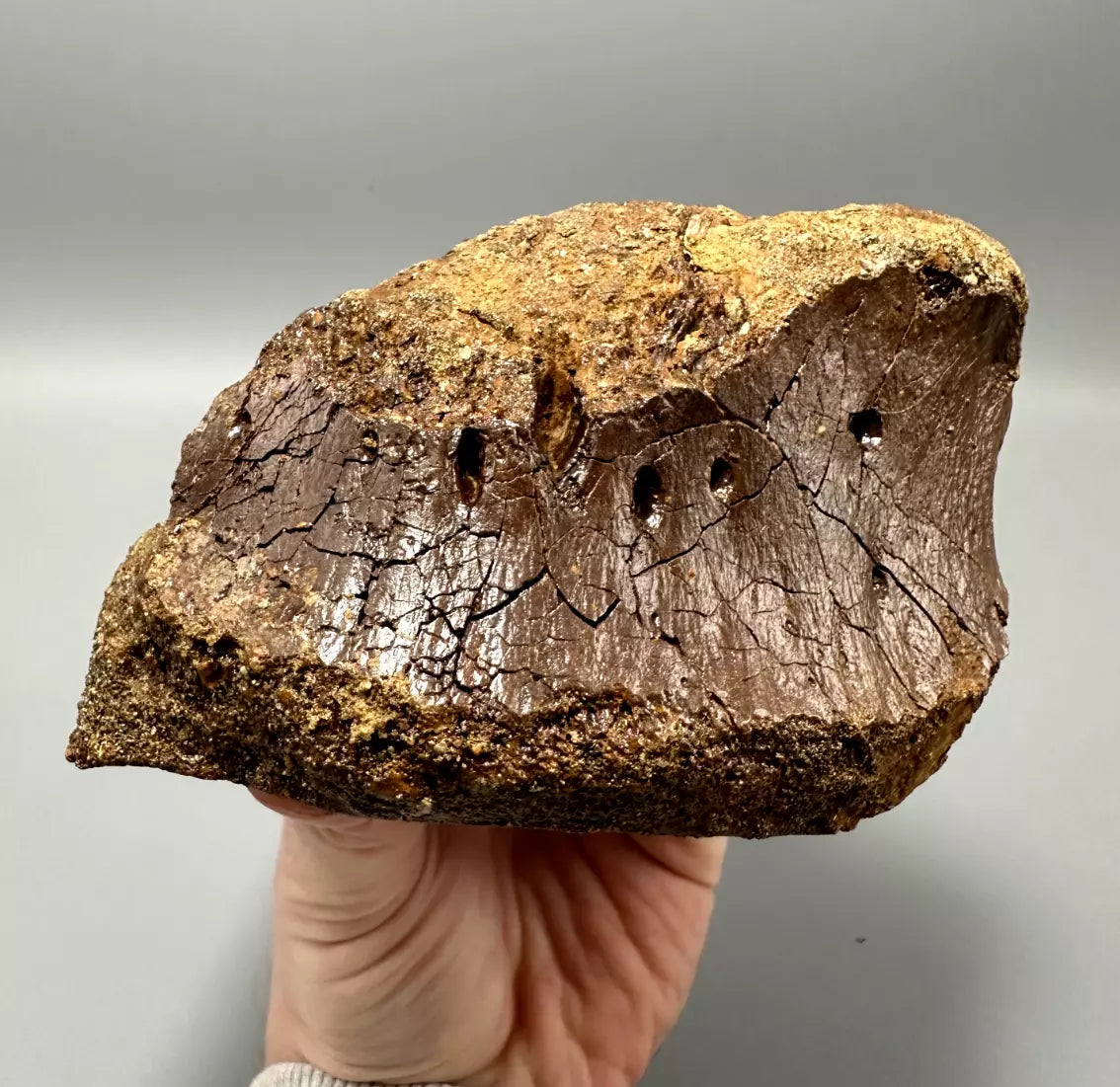 T-Rex Bite Marks on Hadrosaur Vertebrae, Hell Creek Formation