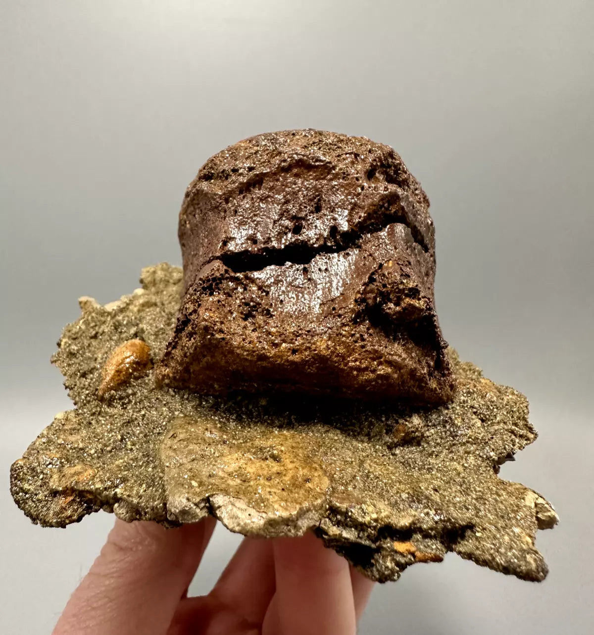 In Matrix Hadrosaur Caudal Vertebrae Mount, Hell Creek Formation
