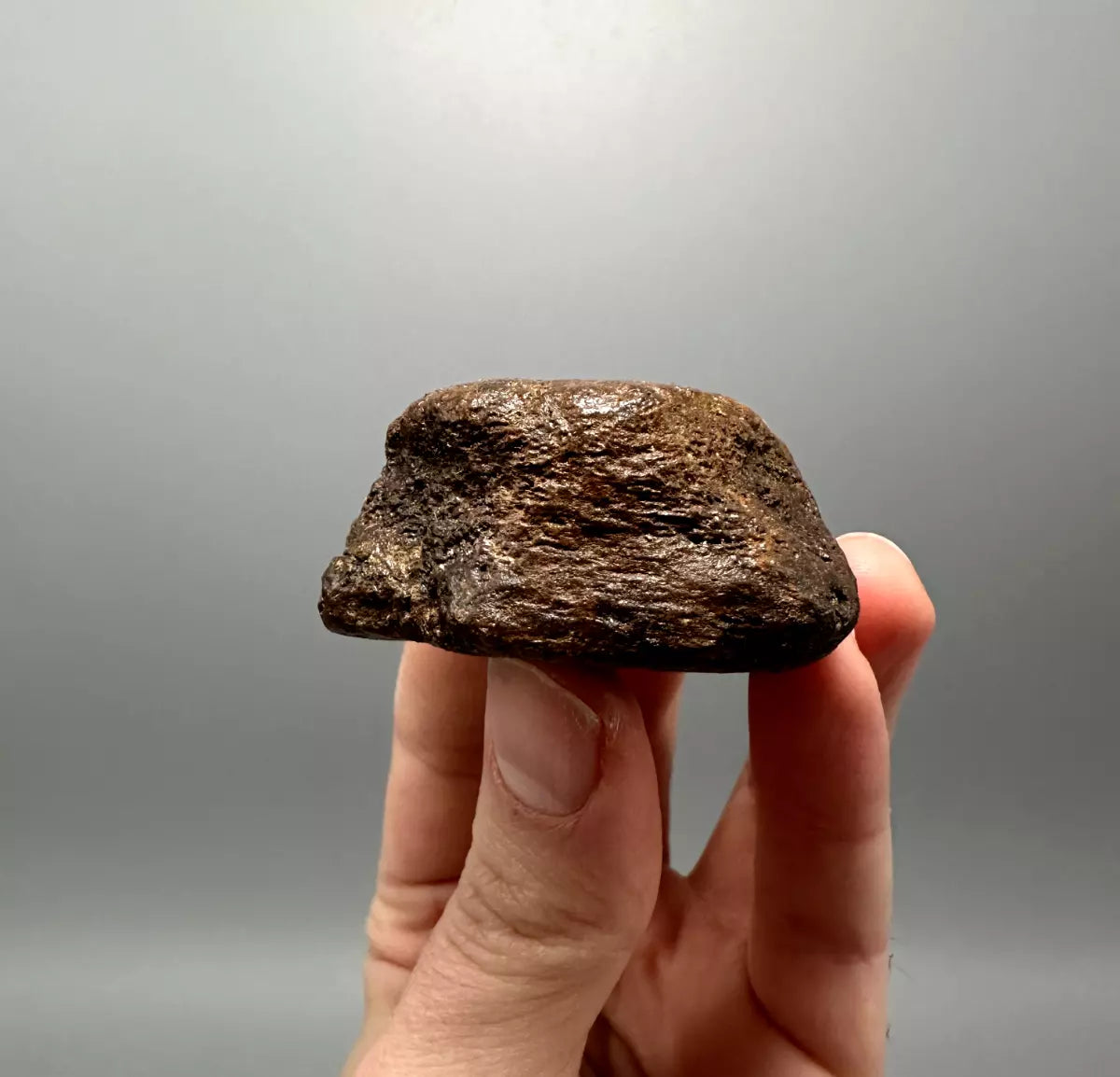 2.0" Ankylosaur Scute Fossil, Hell creek formation