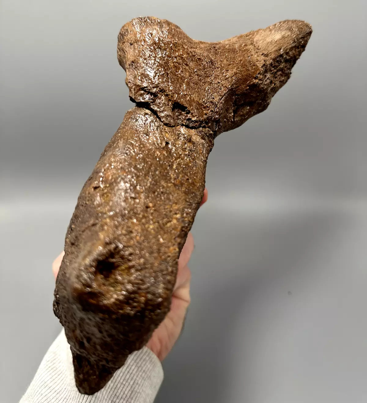 Ankylosaur Caudal Vertebrae, Hell Creek Formation