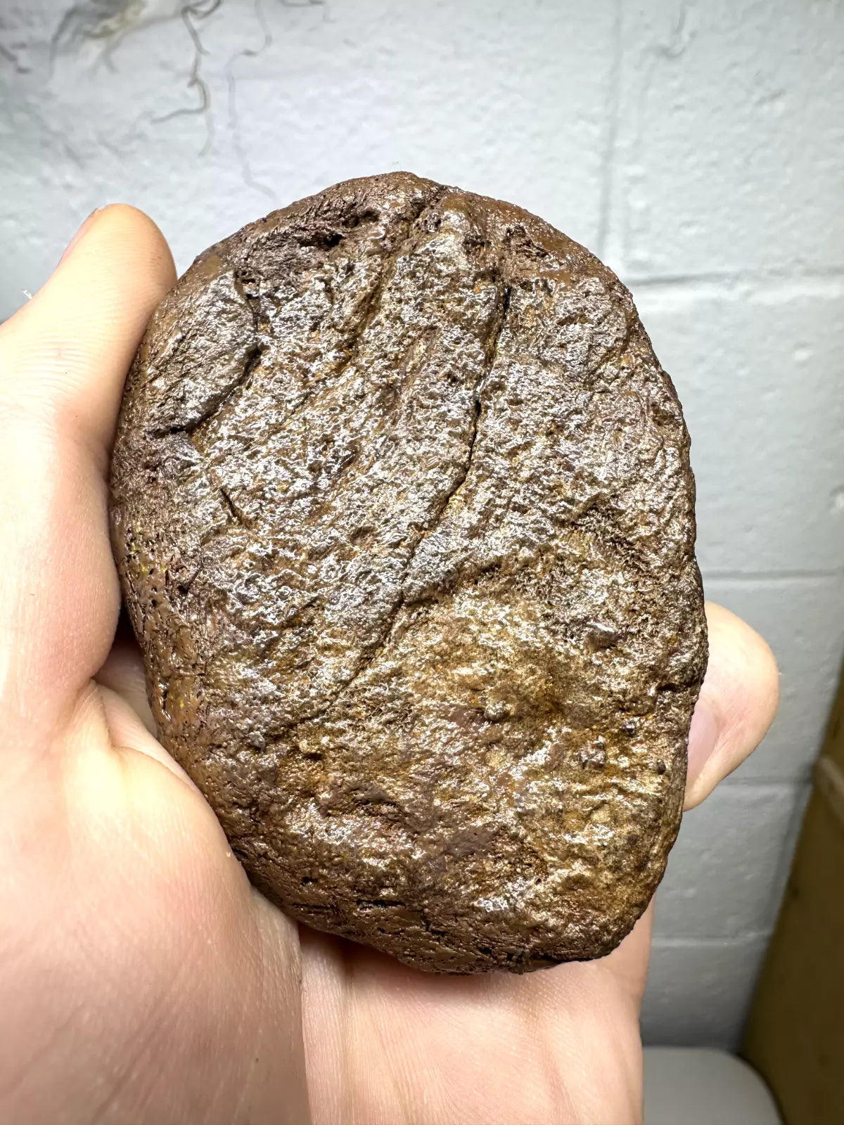 3.2" Ankylosaur Scute Fossil, Hell creek formation