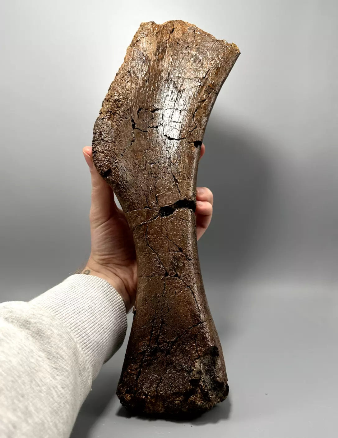 Juvenile Edmontosaurus Hadrosaur Humerus, Hell Creek Formation