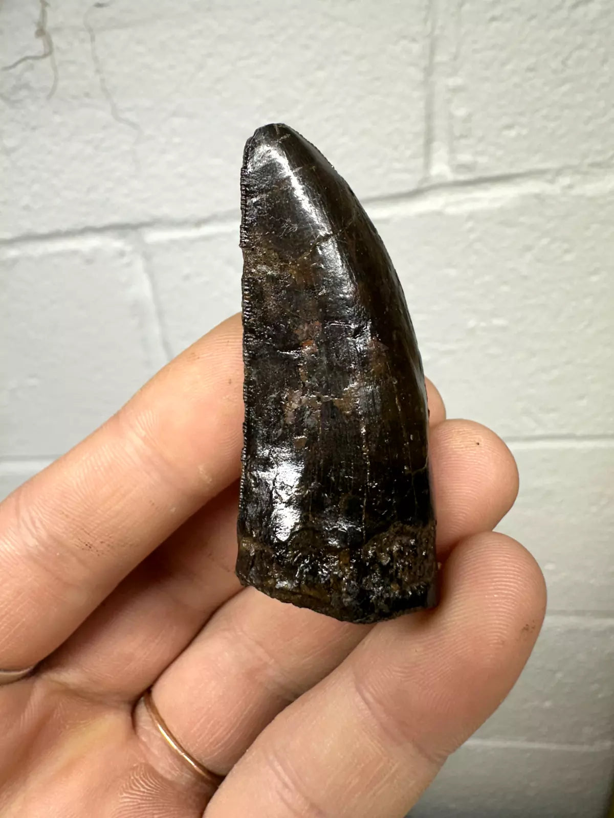 2.4" T-Rex tooth, Tyrannosaurus Rex tooth fossil, Hell creek formation