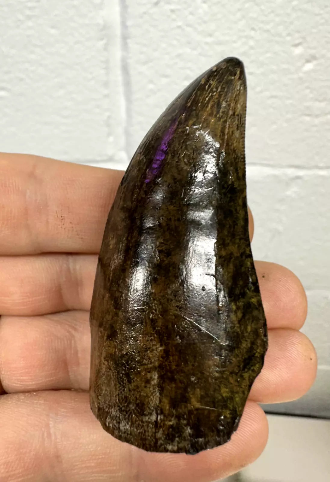 2.8" T-Rex tooth, tyrannosaurus Rex tooth fossil, Hell creek formation