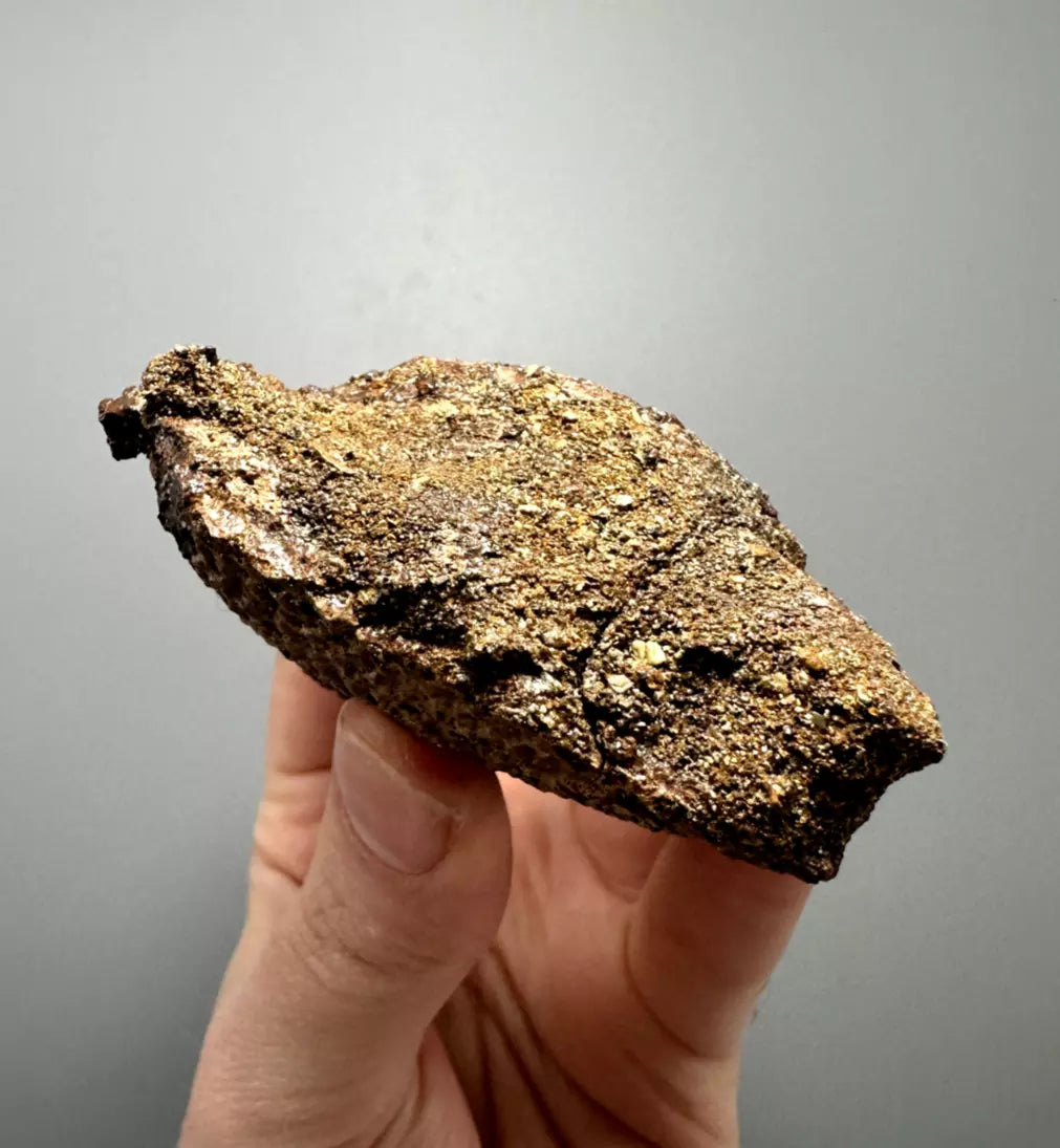 Basilemys Turtle Shell fragment, Hell Creek Formation