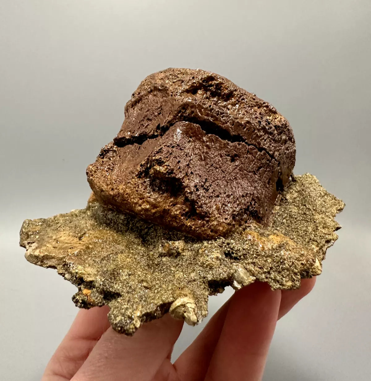 In Matrix Hadrosaur Caudal Vertebrae Mount, Hell Creek Formation