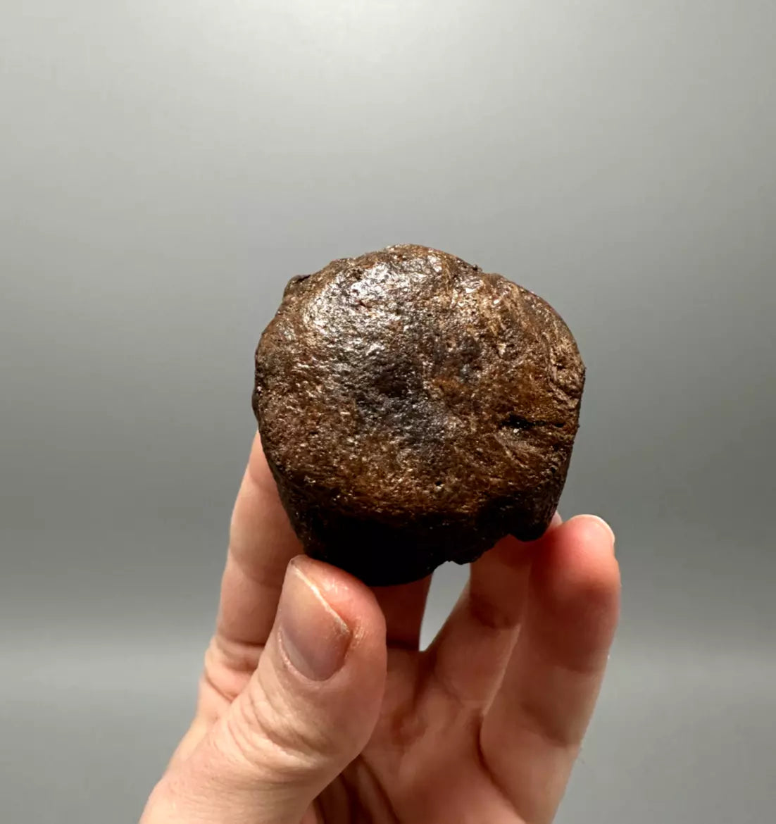 2.0" Ankylosaur Scute Fossil, Hell creek formation