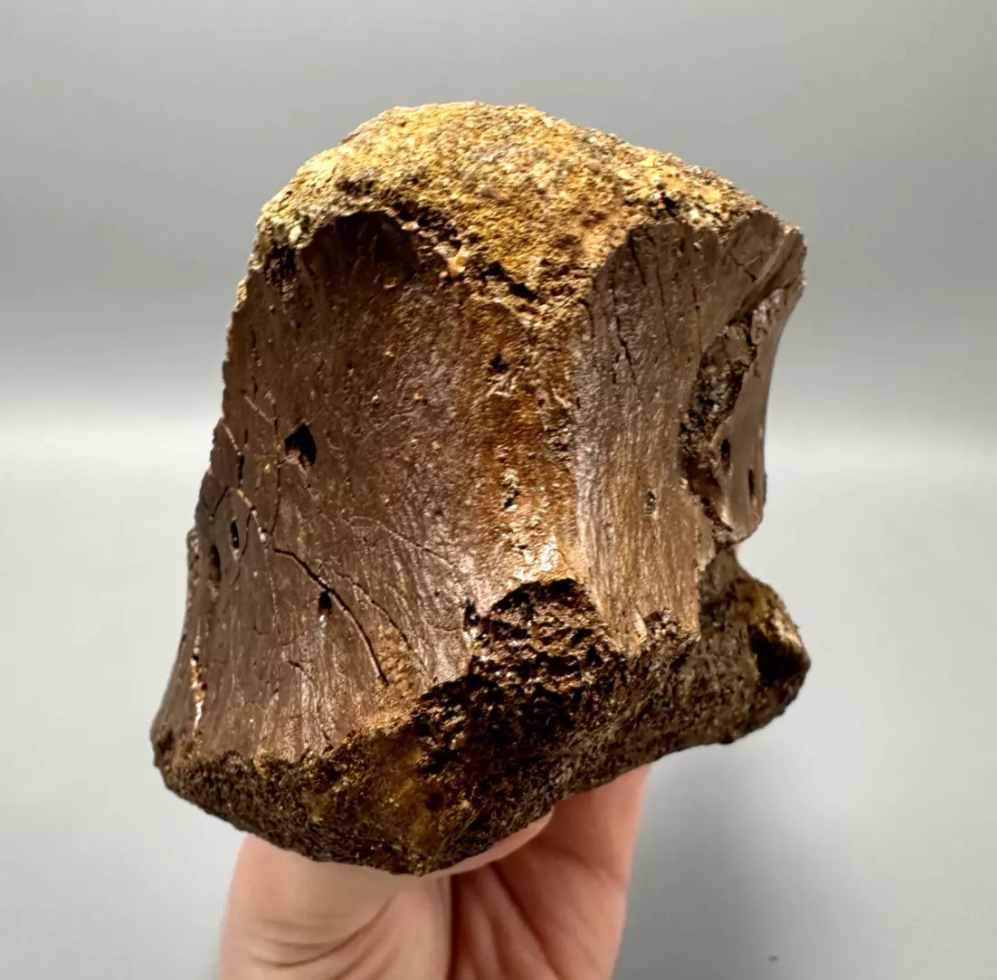 T-Rex Bite Marks on Hadrosaur Vertebrae, Hell Creek Formation