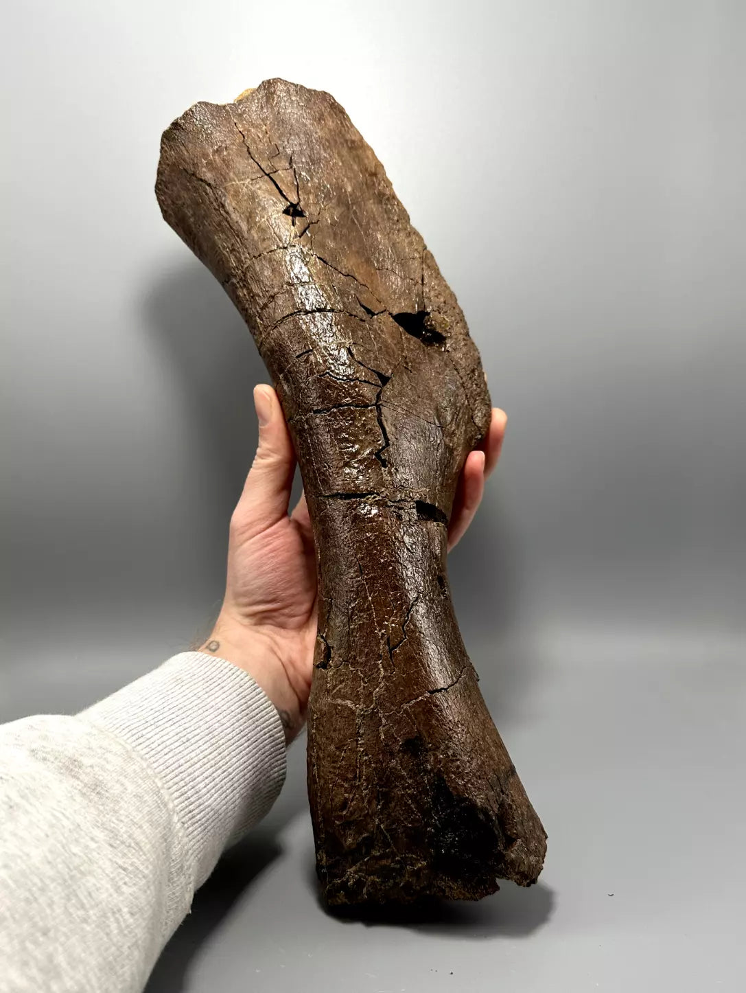 Juvenile Edmontosaurus Hadrosaur Humerus, Hell Creek Formation